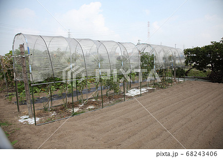 トマト雨除け栽培 トマト雨除け栽培 68243406