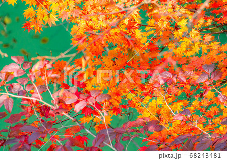 高瀬渓谷の紅葉 【長野県】 高瀬渓谷の紅葉 【長野県】 68243481