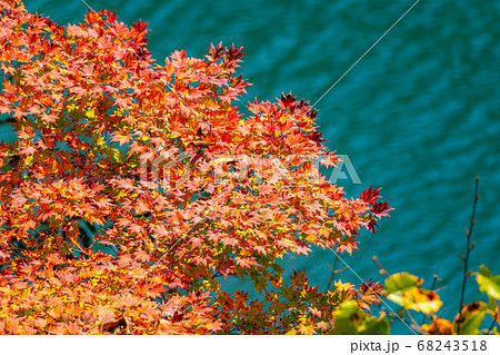 高瀬渓谷の紅葉　【長野県】 68243518
