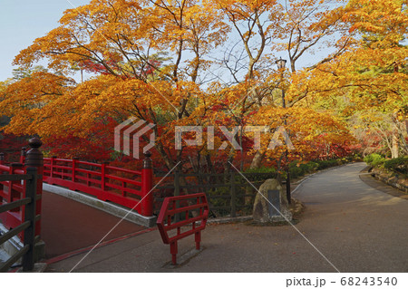 11月 弥彦公園もみじ谷 新潟の紅葉名所 の写真素材