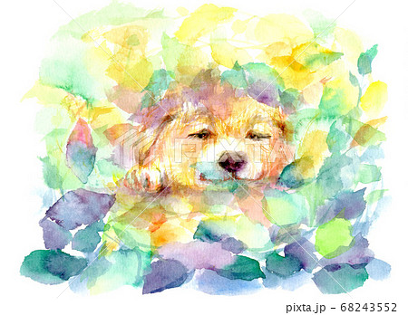 水彩で描いたお昼寝する犬のイラストのイラスト素材