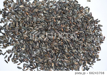 ゴボウの種子 68243708