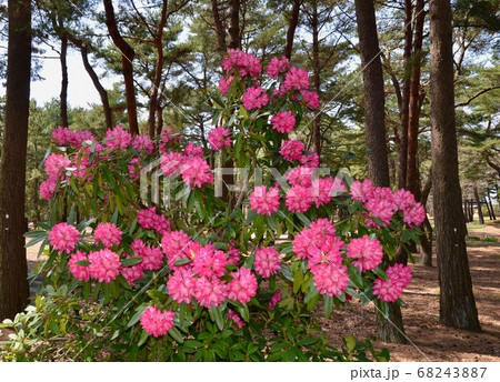 ピンクの花 68243887