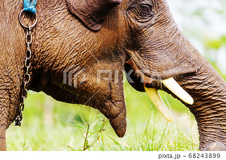 Elephant in Nepal Elephant in Nepal 68243899
