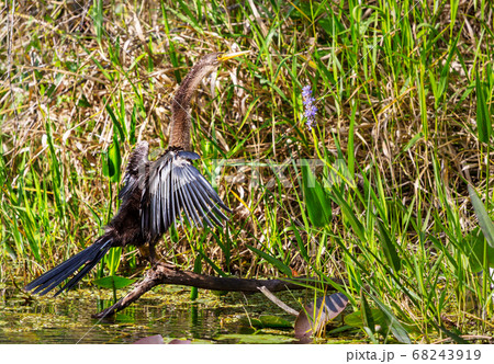 Anhinga 68243919
