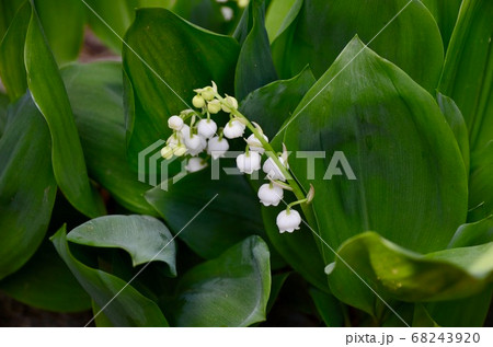 スズラン 68243920