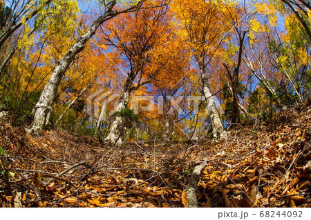 芦津渓谷の秋景 68244092
