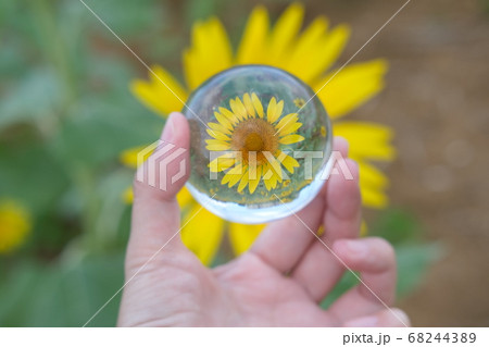 宮古島のひまわり畑 宮古島のひまわり畑 68244389