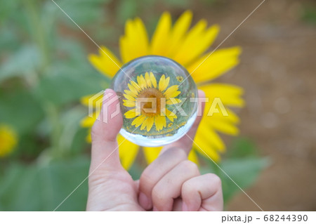 宮古島のひまわり畑と水晶玉 68244390