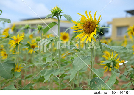 宮古島のひまわり畑 68244406