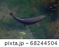 ニジマス 68244504
