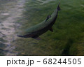ニジマス 68244505