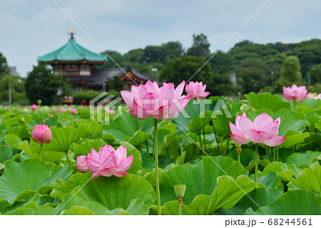 上野 不忍池の蓮の花と弁天堂 上野 不忍池の蓮の花と弁天堂 68244561