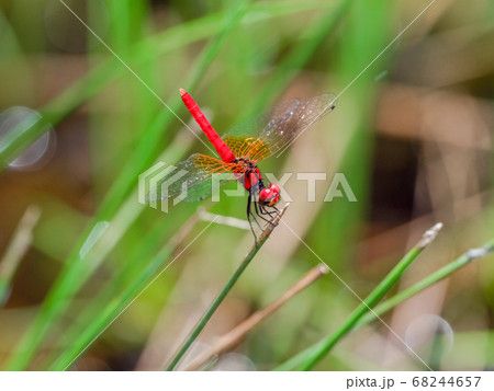 ハッチョウトンボ（オス）横8 68244657