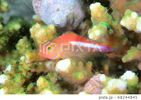 メガネゴンベの幼魚 68244845
