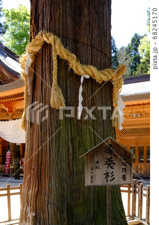 穂高神社（孝養杉） 68245170