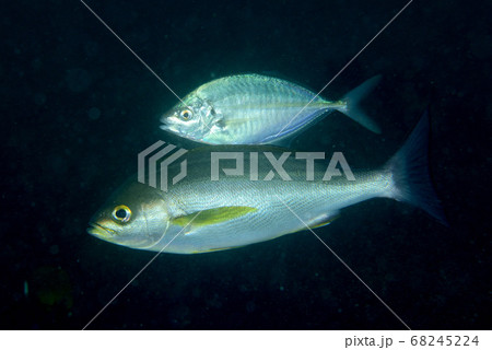 イサキに着くシマアジの幼魚 イサキに着くシマアジの幼魚 68245224