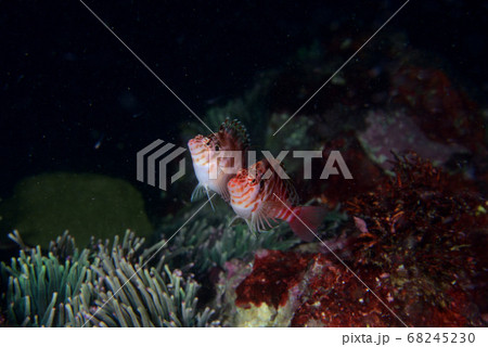 ミナミゴンベの産卵上昇 68245230