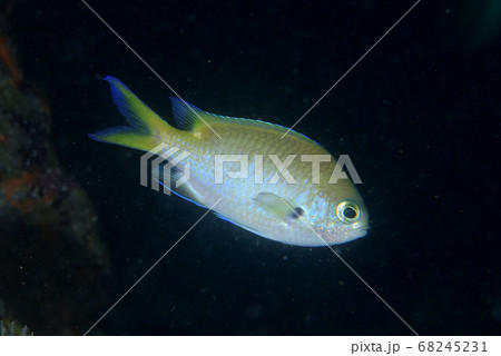 ナノハナスズメダイ 68245231