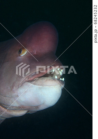 コブダイ のオス 68245232