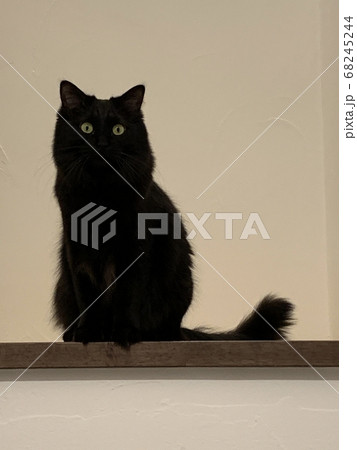 黒猫 / Black Cat 68245244