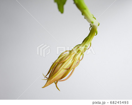 月下美人の花芽17 月下美人の花芽17 68245493