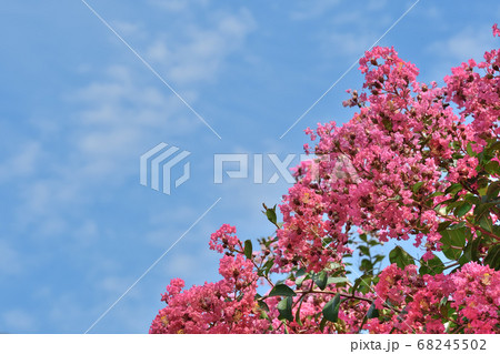 サルスベリの花 68245502