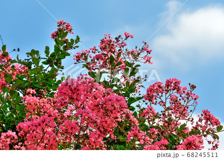 サルスベリの花 68245511