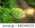 等々力渓谷のあじさい 等々力渓谷のあじさい 68246320