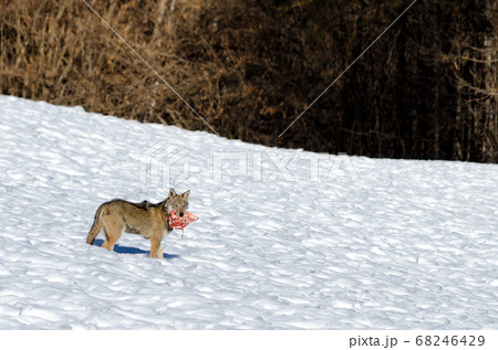 Italian wolf (canis lupus italicus) 68246429