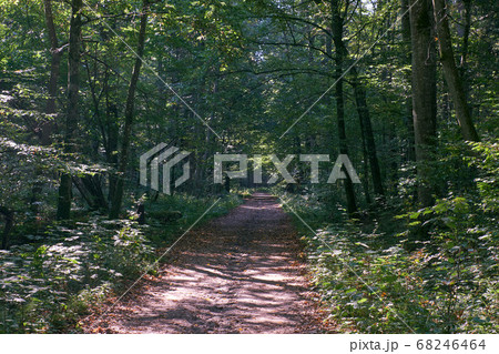 Dirt road crossing deciduous fores 68246464