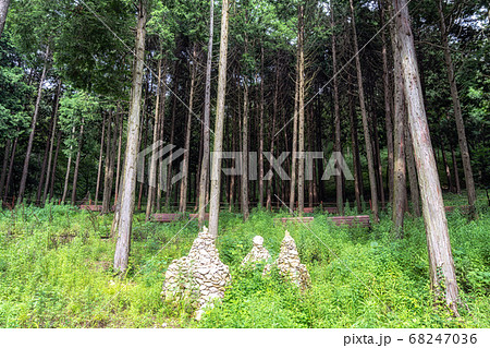 mujangye forest trail in jindo mujangye forest trail in jindo 68247036