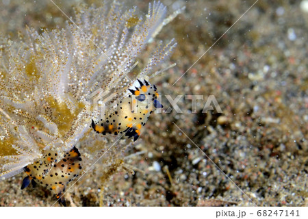 フジタウミウシ科の不明種 68247141