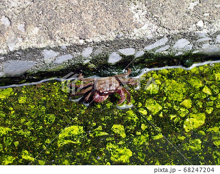 何かないかな?(水路のクロベンケイガニ) 何かないかな?(水路のクロベンケイガニ) 68247204