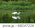 小魚を狙うダイサギ 68247226