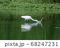 小魚を狙うダイサギ 68247231