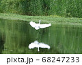 小魚を狙うダイサギ 68247233