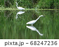 小魚を狙うダイサギ 68247236
