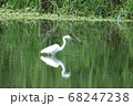 小魚を狙うダイサギ 68247238