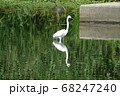 小魚を狙うダイサギ 68247240