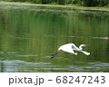 小魚を狙うダイサギ 68247243