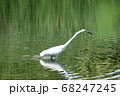 小魚を狙うダイサギ 68247245