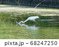 小魚を狙うダイサギ 68247250