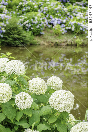 かざはやの里　あじさいまつり 68247447