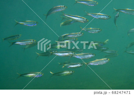 サッパの群れ サッパの群れ 68247471