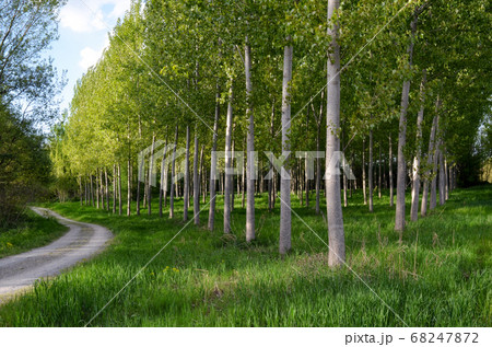 pathway with poplar trees 68247872