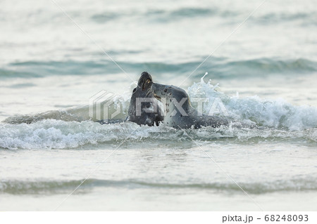 Atlantic Grey Seal, Halichoerus grypus,two seals 68248093