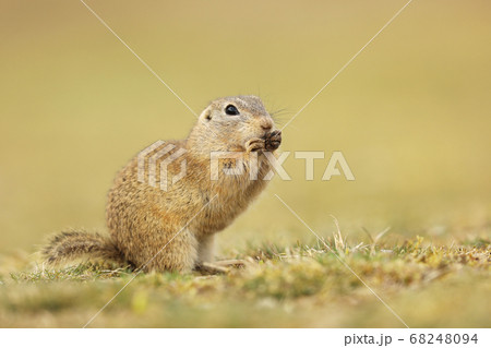 European Ground Squirrel, Spermophilus 68248094