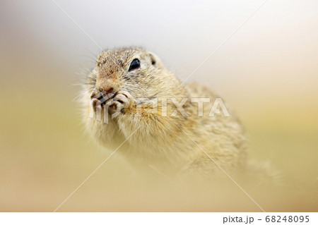 Ground Squirrel, Spermophilus citellus, sitting in 68248095