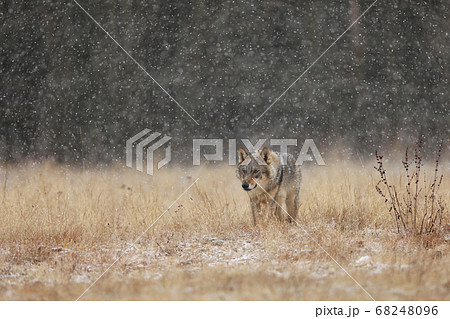 Wolf from Finland. Gray wolf, Canis lupus, in the 68248096